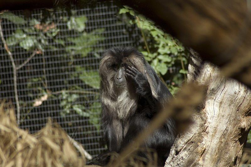 zoo_143 [800x600].jpg